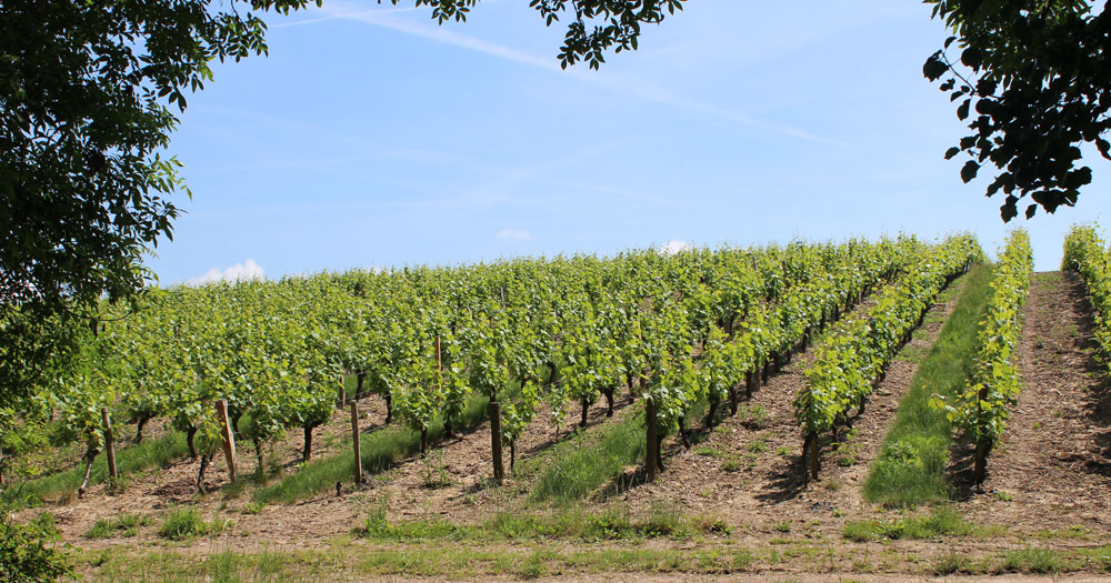 Vignoble de Vendée  à Mareuil