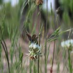 Un papillon au Vignoble de Fabien Murail