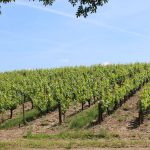 Vignoble de Vendée à Mareuil