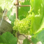 Une coccinelle sur une vigne - Vendée - 85