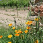 Le respect de l'environnement dans les vignes de Fabien Murail à Mareuil en Vendée