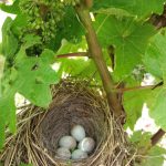 Un nid dans une vigne - Mareuil-sur-Lay - Vendée