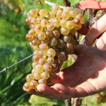 Récolter le vin dans le respect de l'environnement