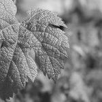 Gros plan feuille de vigne noir et blanc