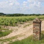 VIGNOBLE-Clos-des-Chaumes-Vin-de-Mareuil