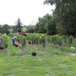 Récolte dans les vignes à Mareuil-sur-Lay