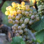 Les vignes de Fabien Murail à Mareuil en Vendée